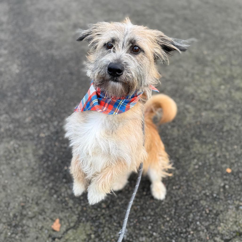 Enlarge Einstein, a Adoptable mixed breed in Newberg, OR image 6/6