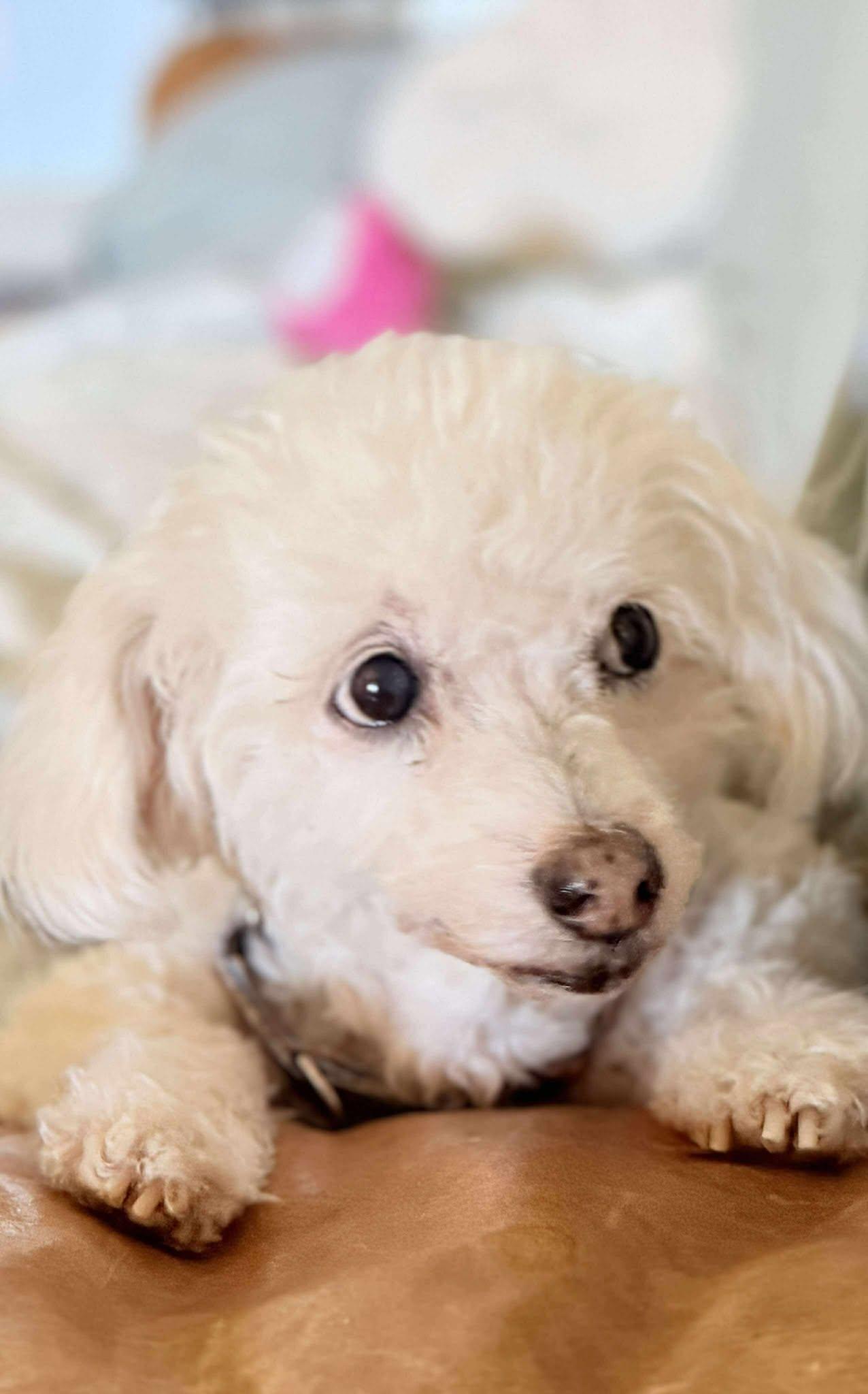 Enlarge Princess, an adopted mixed breed in New River, AZ image 1/6