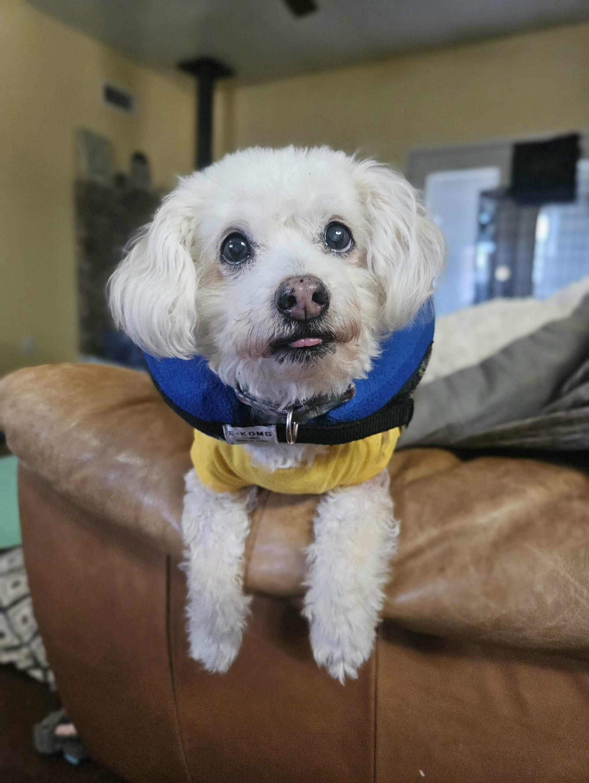 Enlarge Princess, an adopted mixed breed in New River, AZ image 3/6