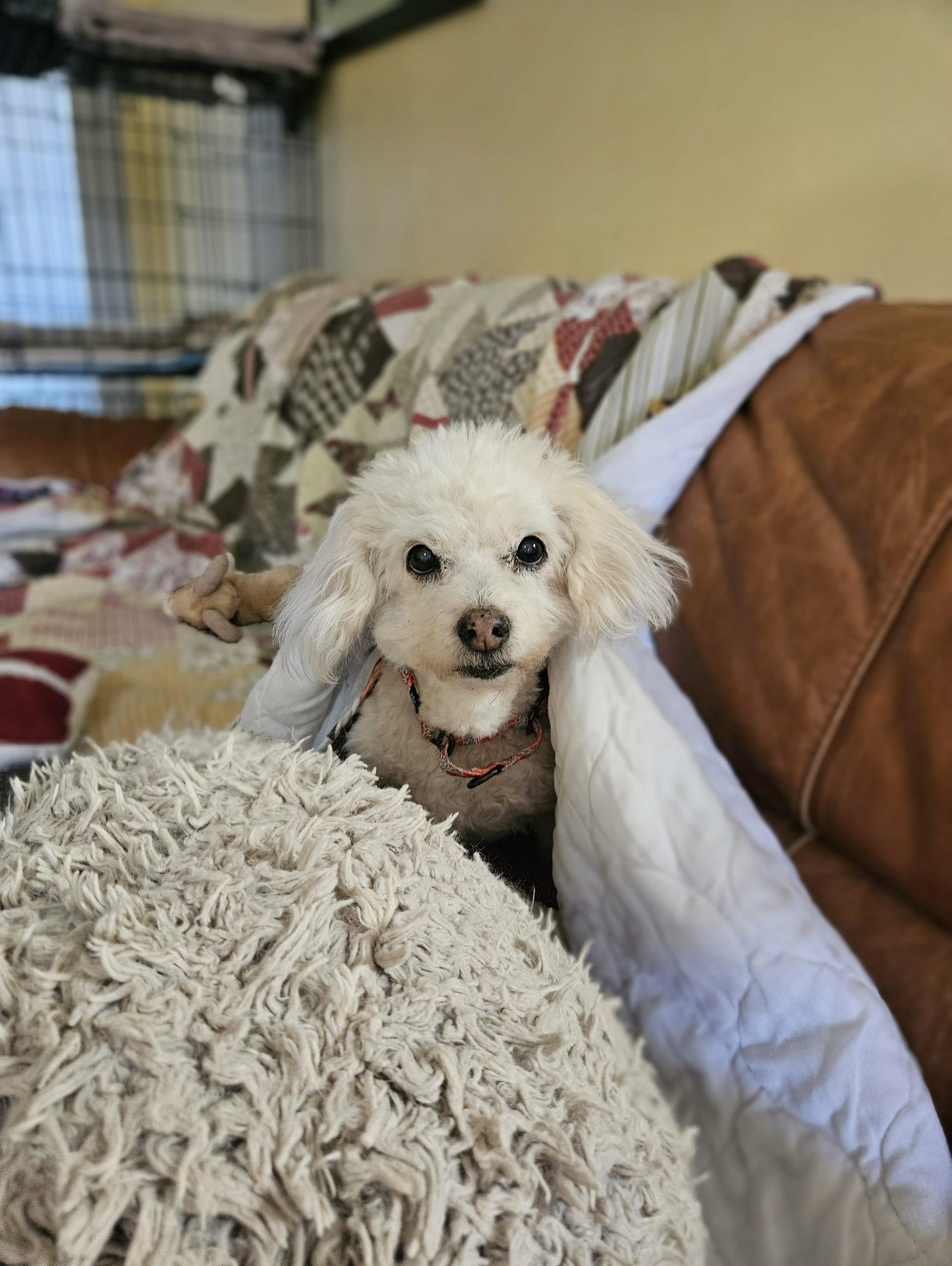 Enlarge Princess, an adopted mixed breed in New River, AZ image 4/6