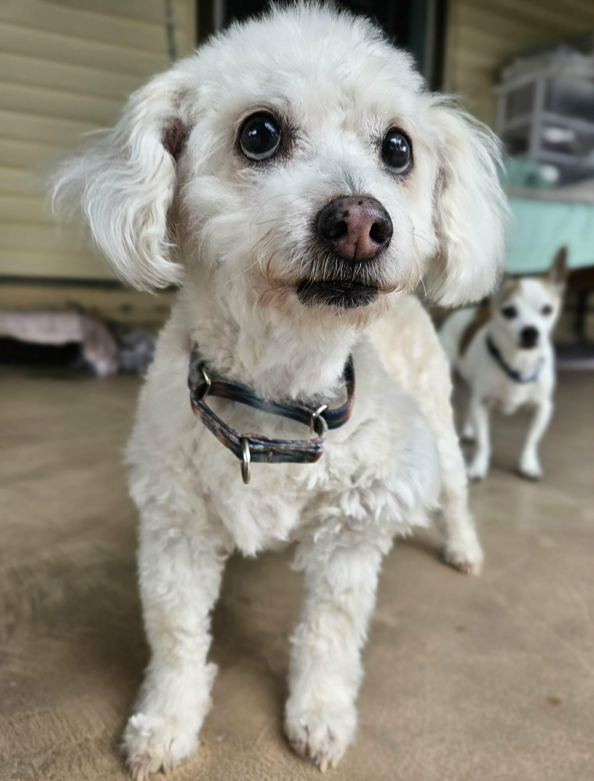 Enlarge Princess, an adopted mixed breed in New River, AZ image 5/6