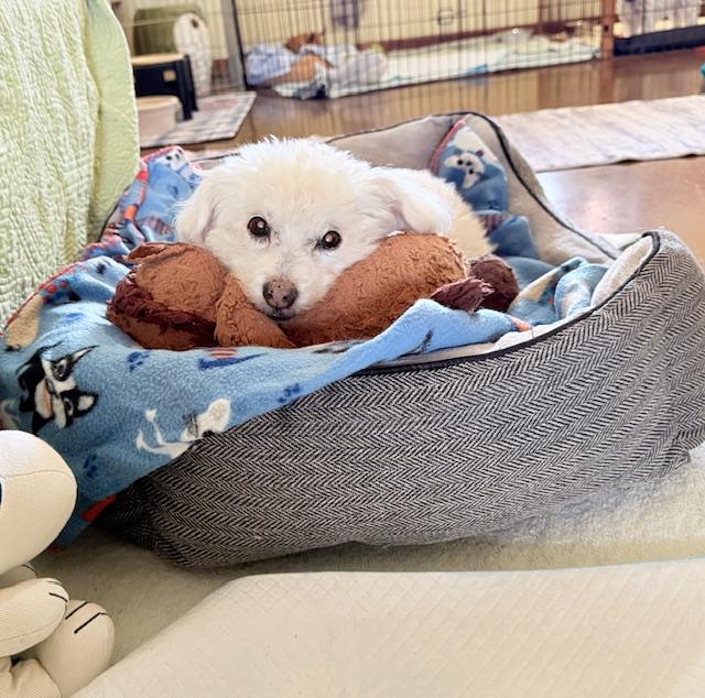 Enlarge Princess, an adopted mixed breed in New River, AZ image 6/6