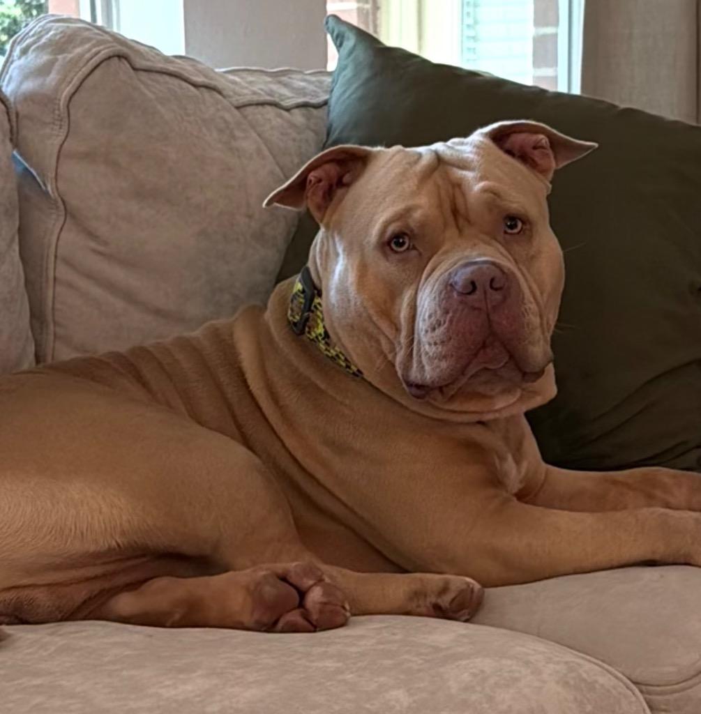 Butters, Adoptable, Young Male American Staffordshire Terrier.