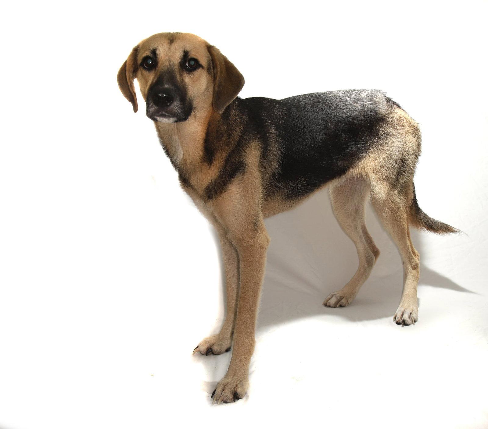 Enlarge Lani, a Adoptable German Shepherd Dog in Oakland Park, FL image 1/3