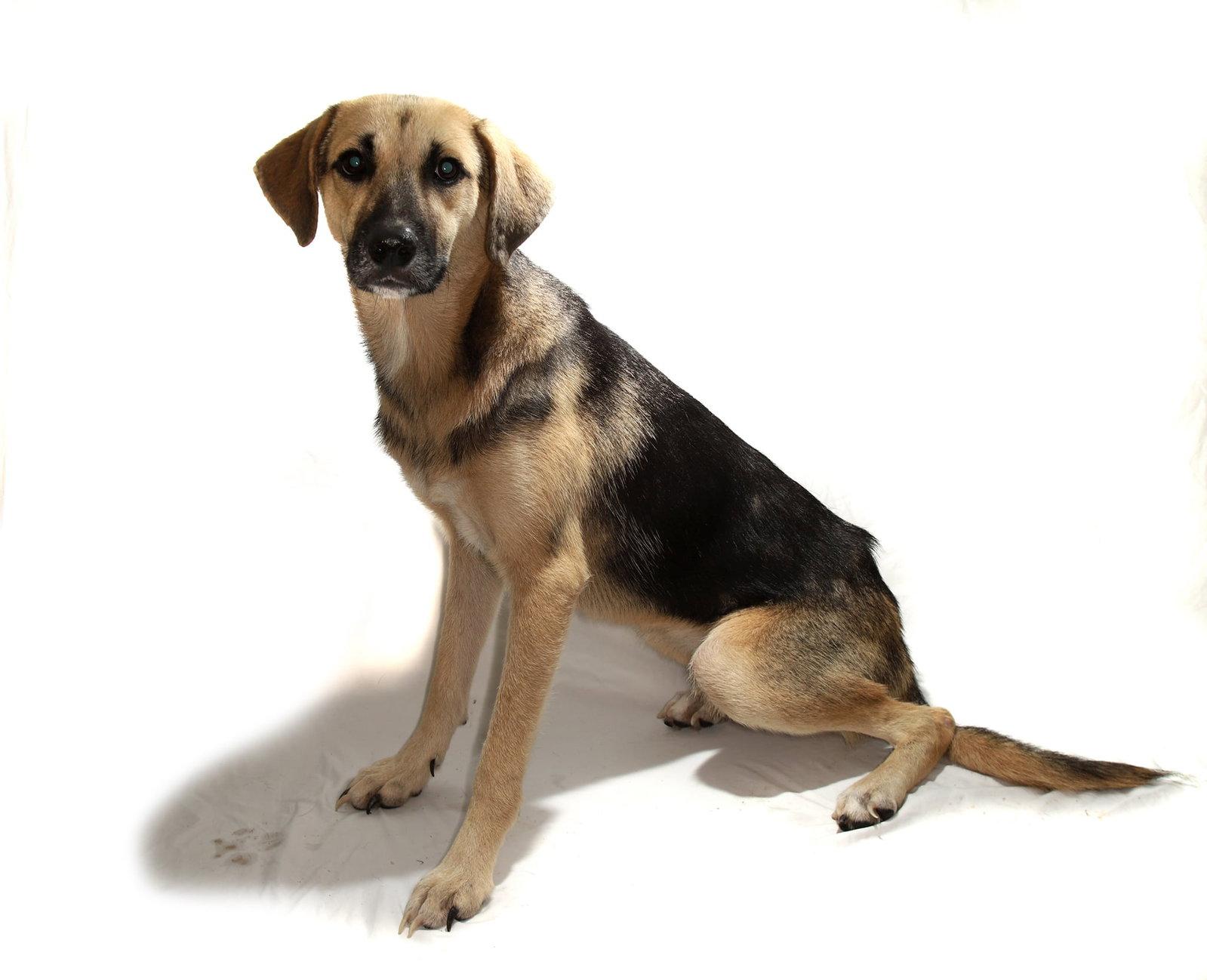 Enlarge Lani, a Adoptable German Shepherd Dog in Oakland Park, FL image 2/3