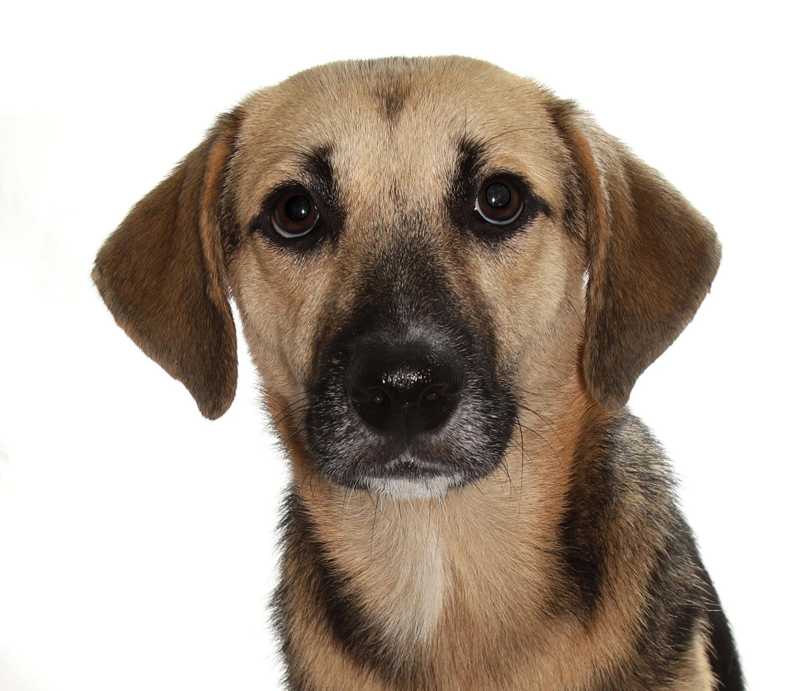 Enlarge Lani, a Adoptable German Shepherd Dog in Oakland Park, FL image 3/3