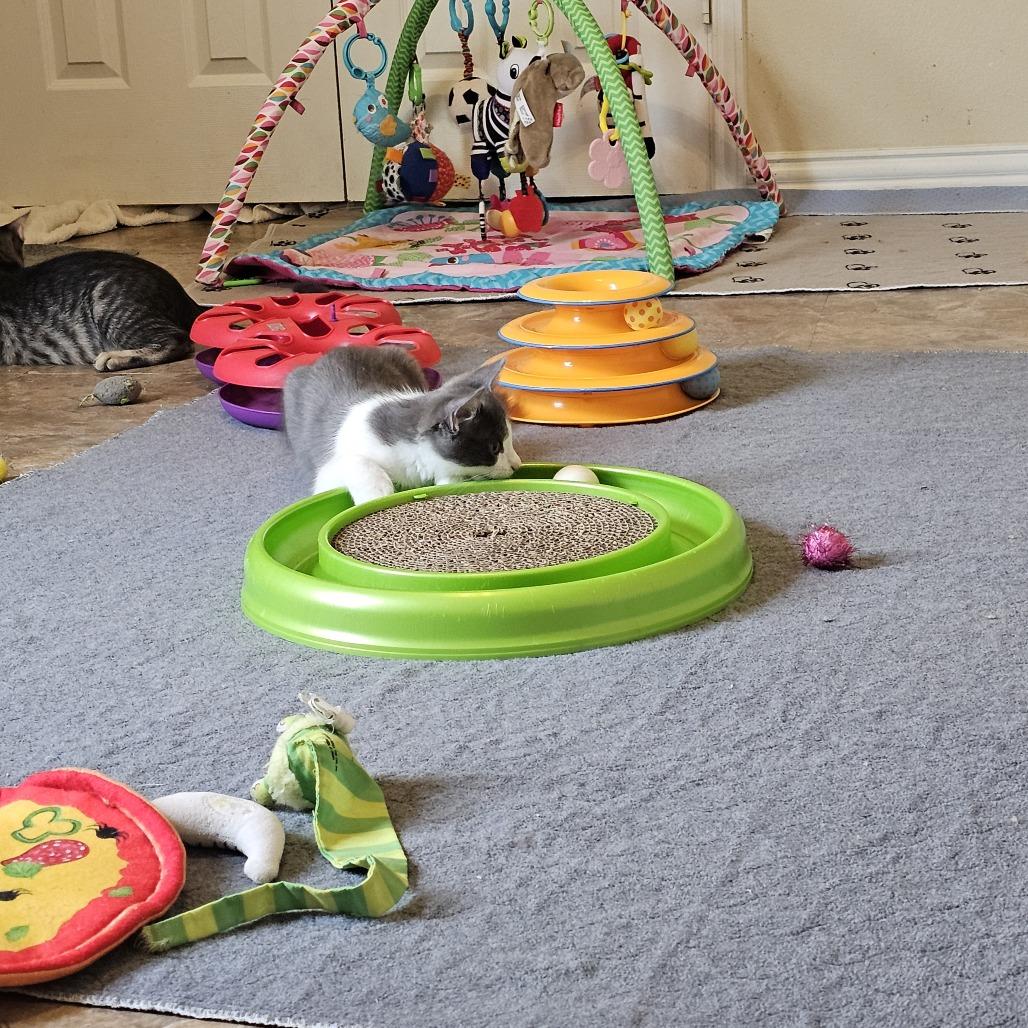 Pandia, Adoptable, Young Female Domestic Short Hair.