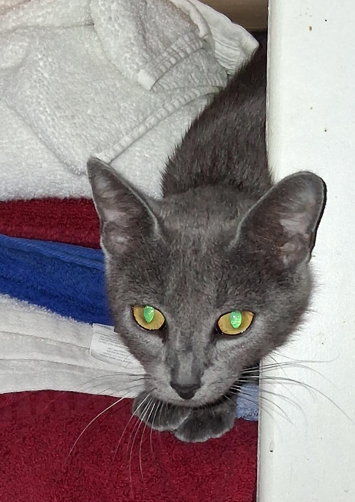 Ghost, ADOPTABLE, Young Female American Shorthair.