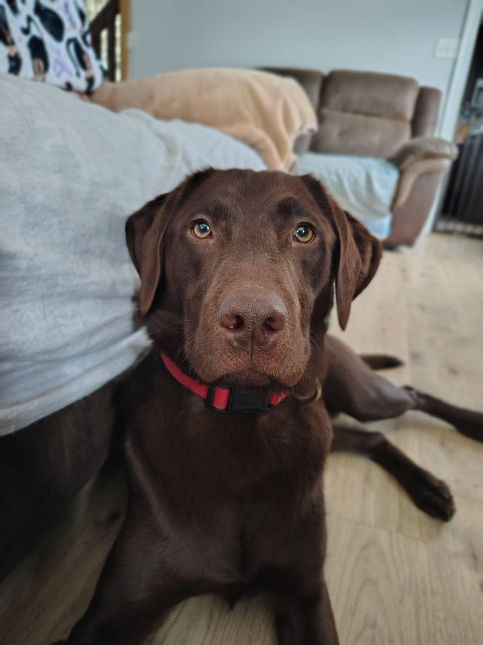 Enlarge Herman, a Adopted Labrador Retriever in Catasauqua, PA image 1/2