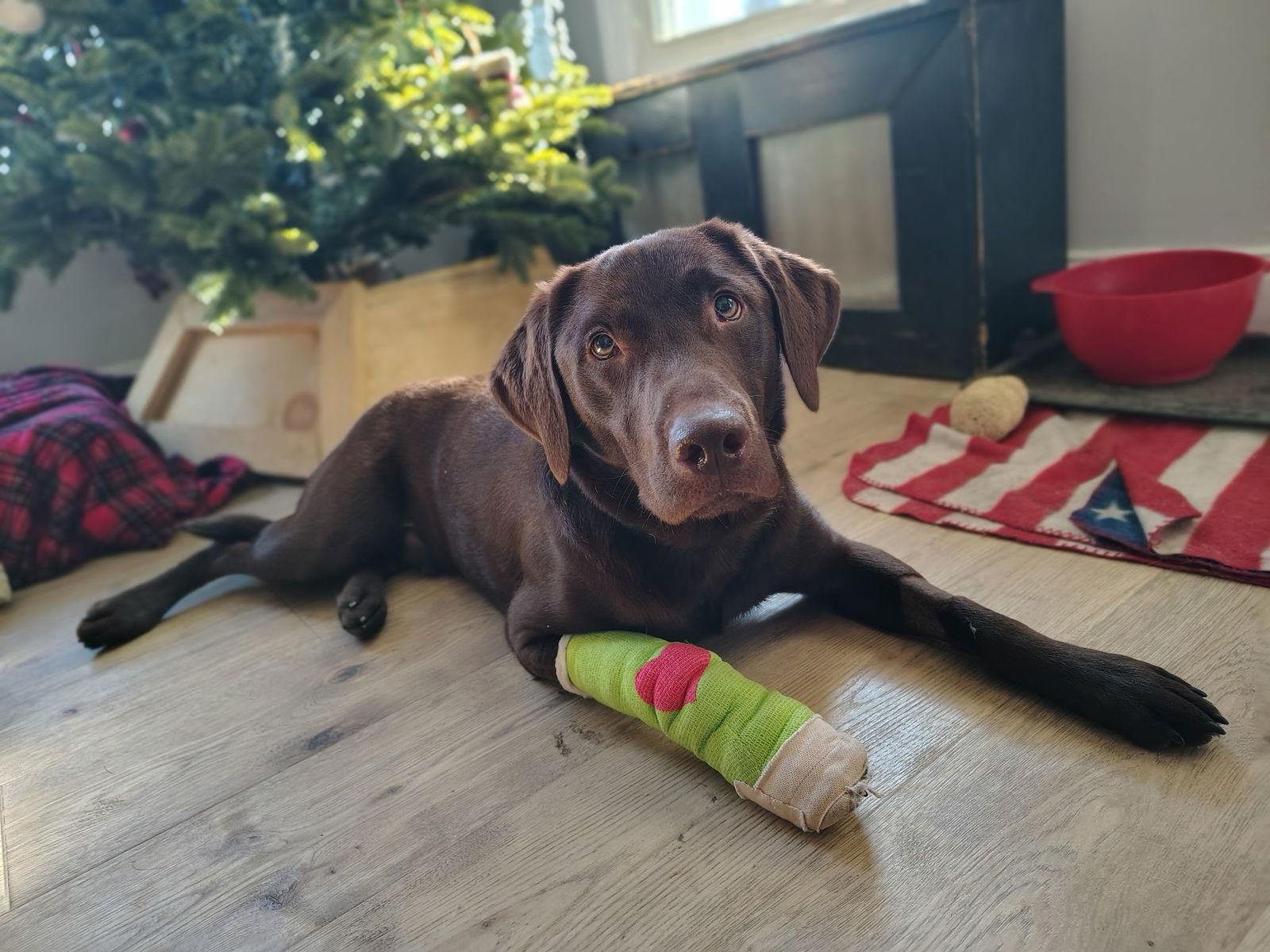 Enlarge Herman, a Adopted Labrador Retriever in Catasauqua, PA image 2/2