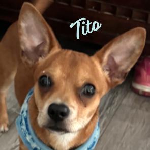 Tito #trailer-trash-no-more, Adopted, Puppy Male Chihuahua.