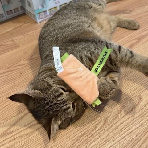 CRASH, a ADOPTABLE Domestic Short Hair in Millerstown, PA image 6/6