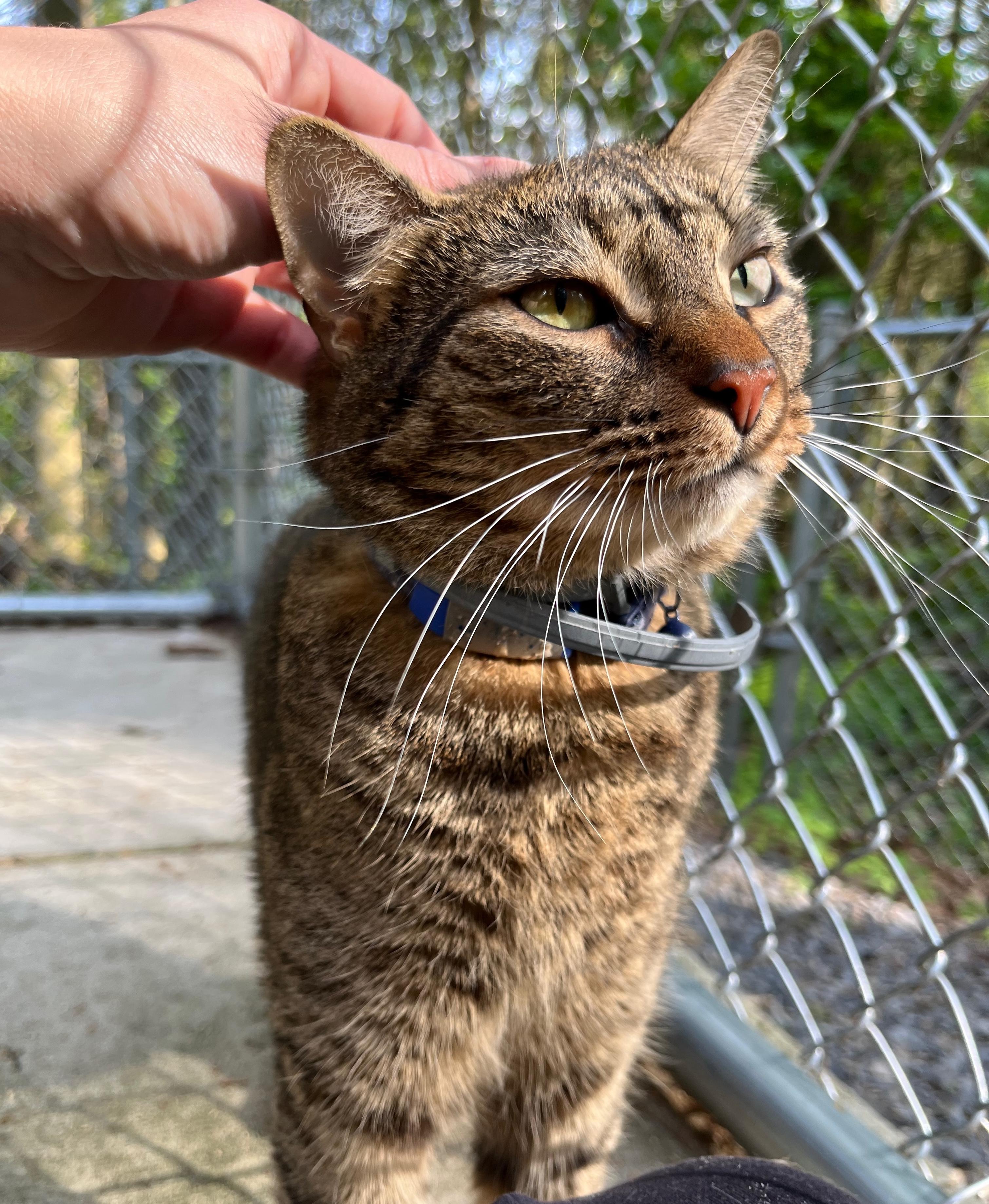 CRASH, a ADOPTABLE Domestic Short Hair in Millerstown, PA image 3/6