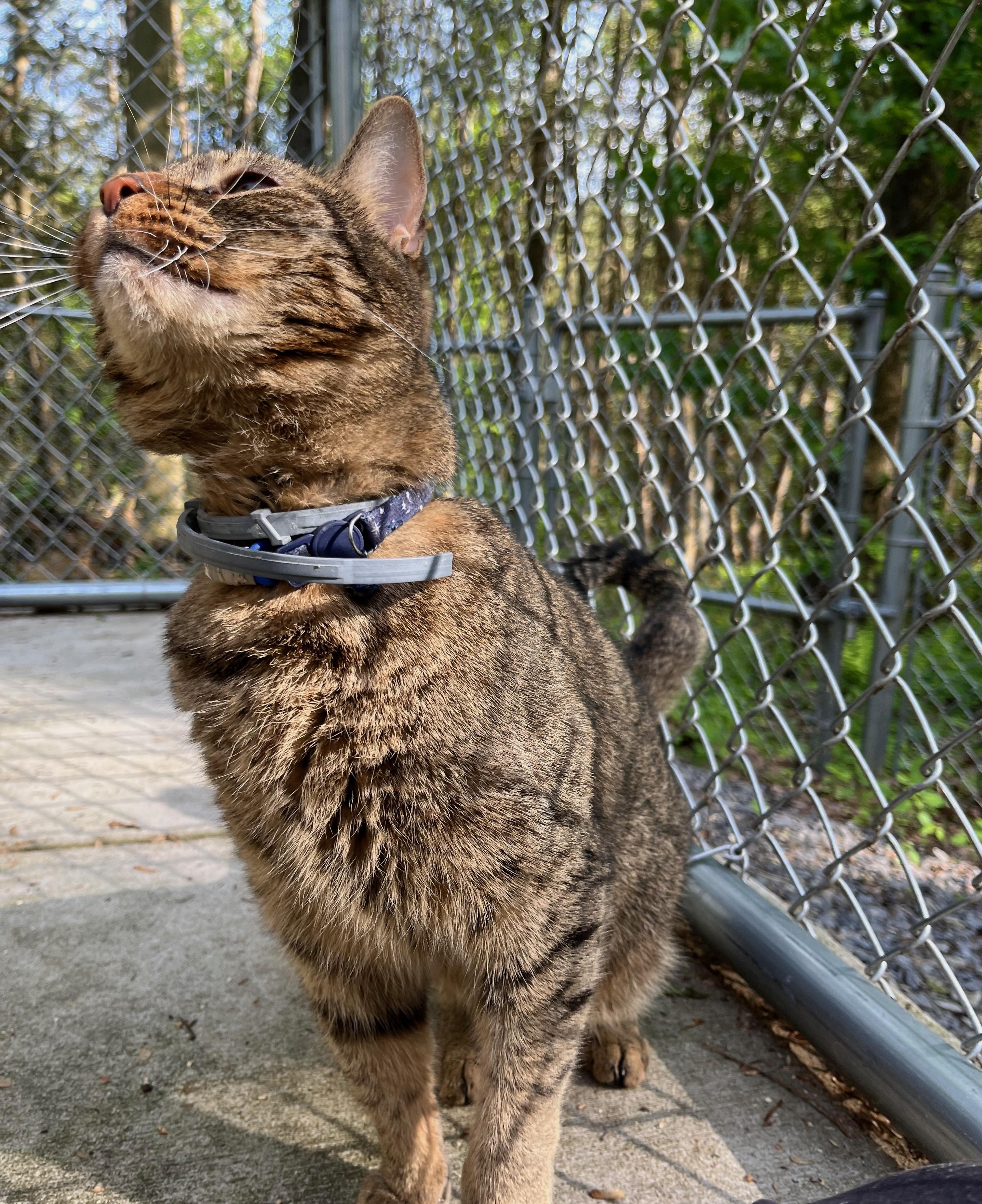 CRASH, a ADOPTABLE Domestic Short Hair in Millerstown, PA image 4/6