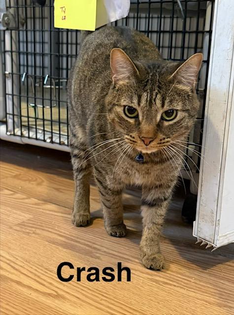 CRASH, a ADOPTABLE Domestic Short Hair in Millerstown, PA image 1/6
