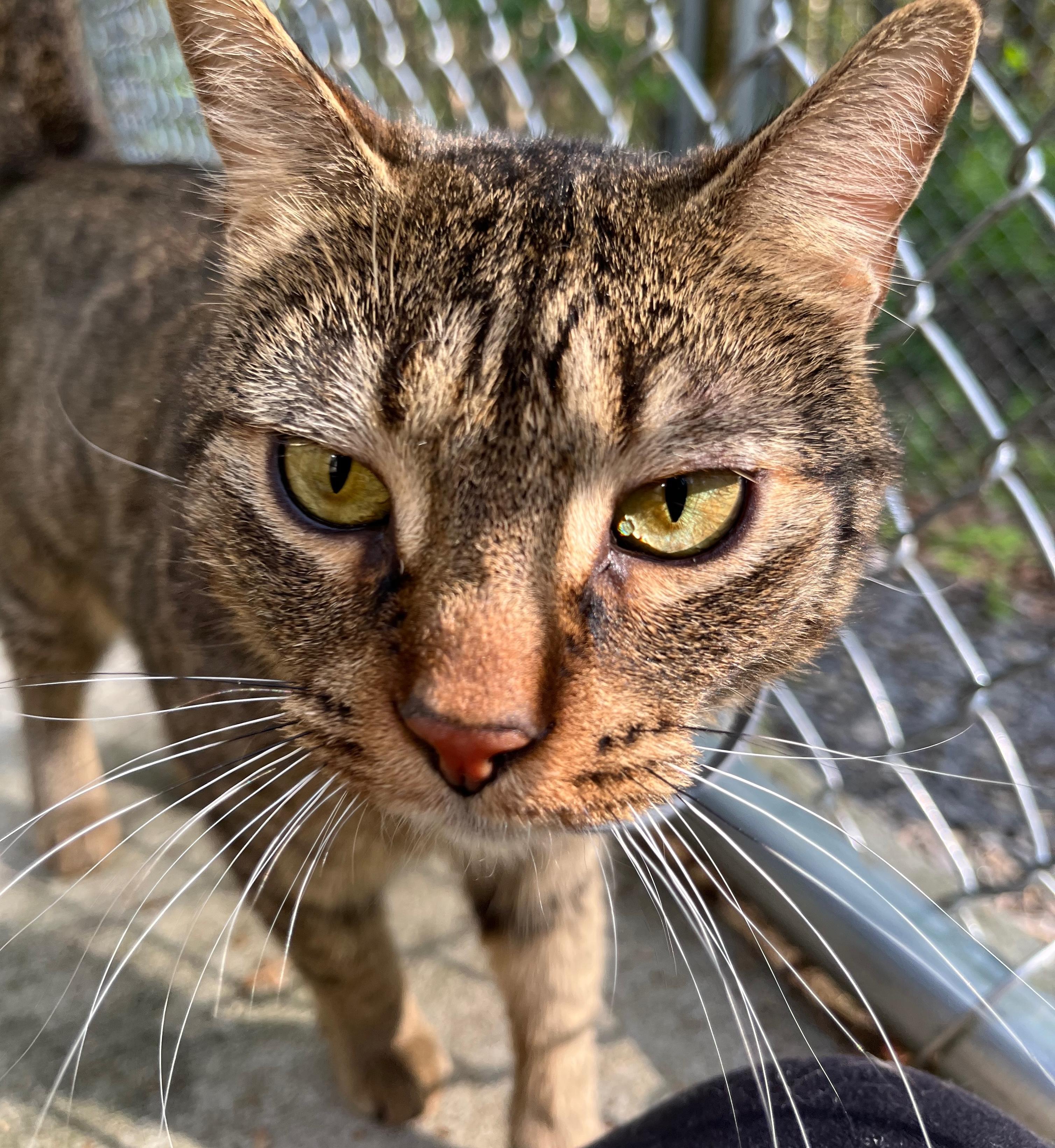 CRASH, a ADOPTABLE Domestic Short Hair in Millerstown, PA image 2/6