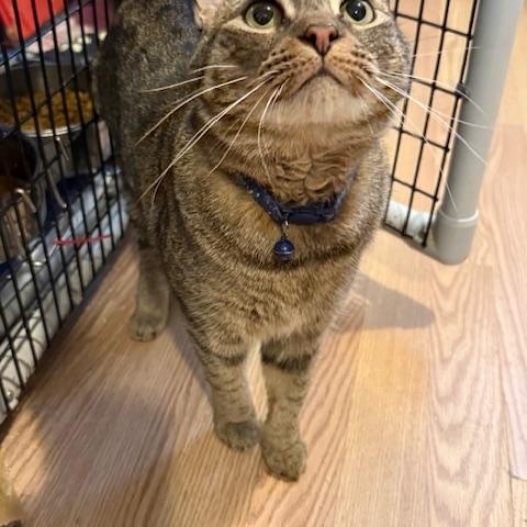 CRASH, a ADOPTABLE Domestic Short Hair in Millerstown, PA image 5/6