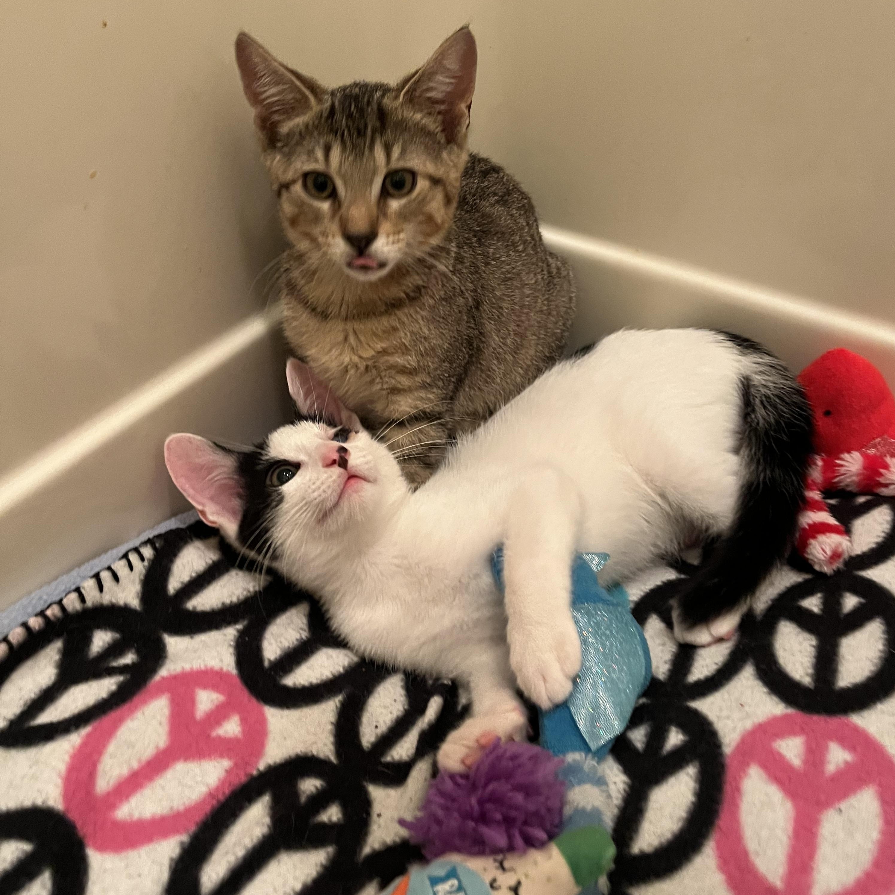 Bacio&Boca, ADOPTABLE, Kitten Male Domestic Short Hair.