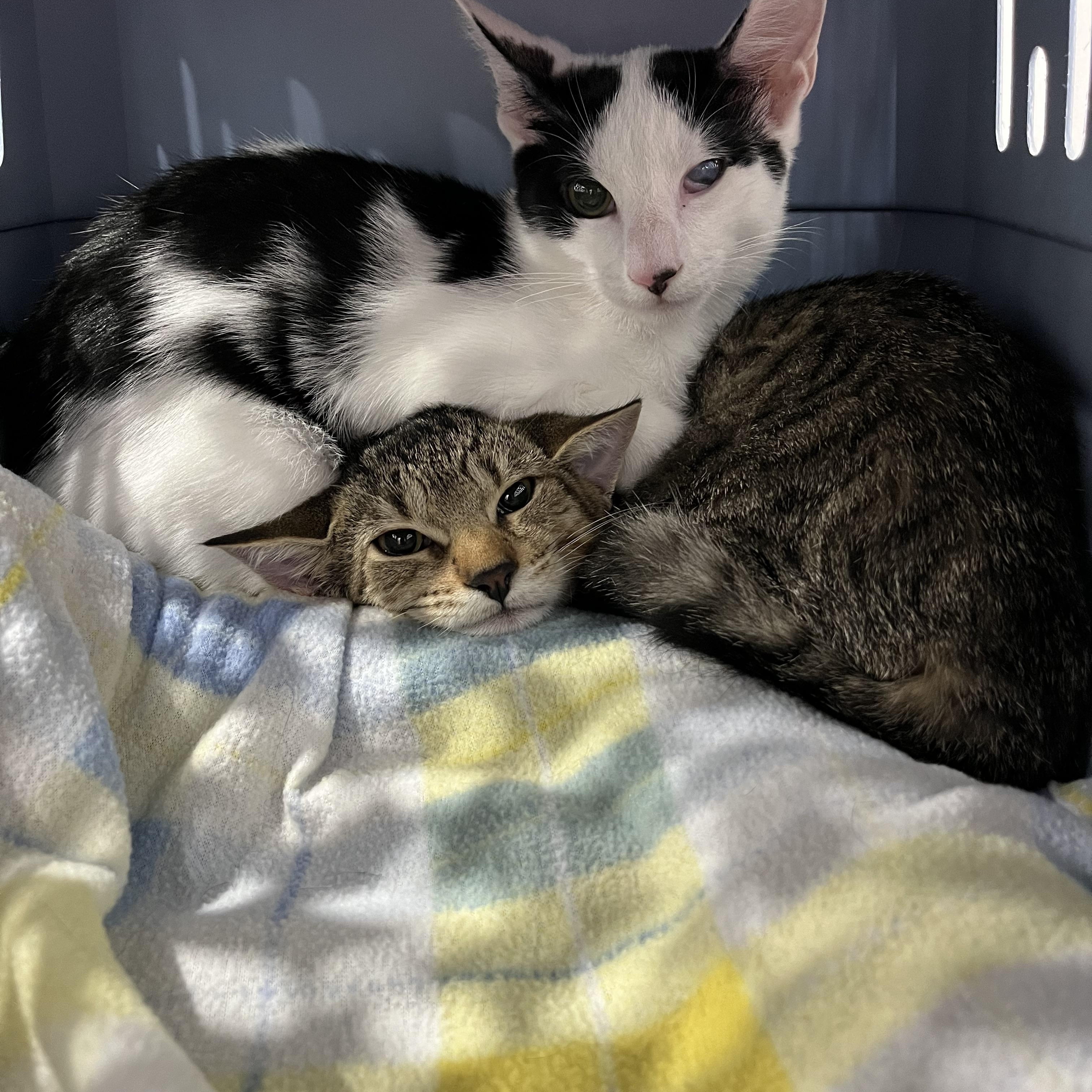 Enlarge Bacio&Boca, a ADOPTABLE Domestic Short Hair in Belleville, NJ image 2/4
