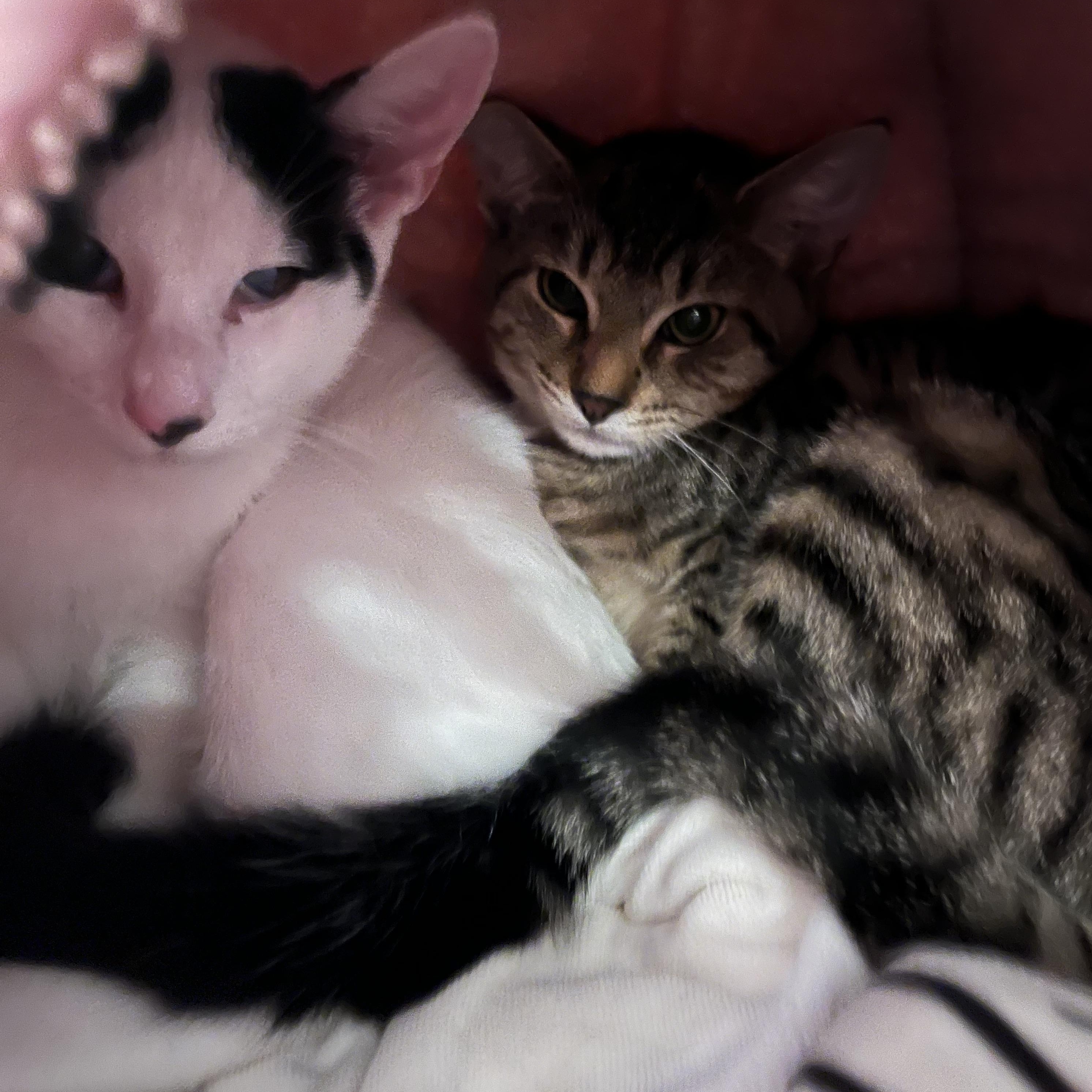 Enlarge Bacio&Boca, a ADOPTABLE Domestic Short Hair in Belleville, NJ image 3/4