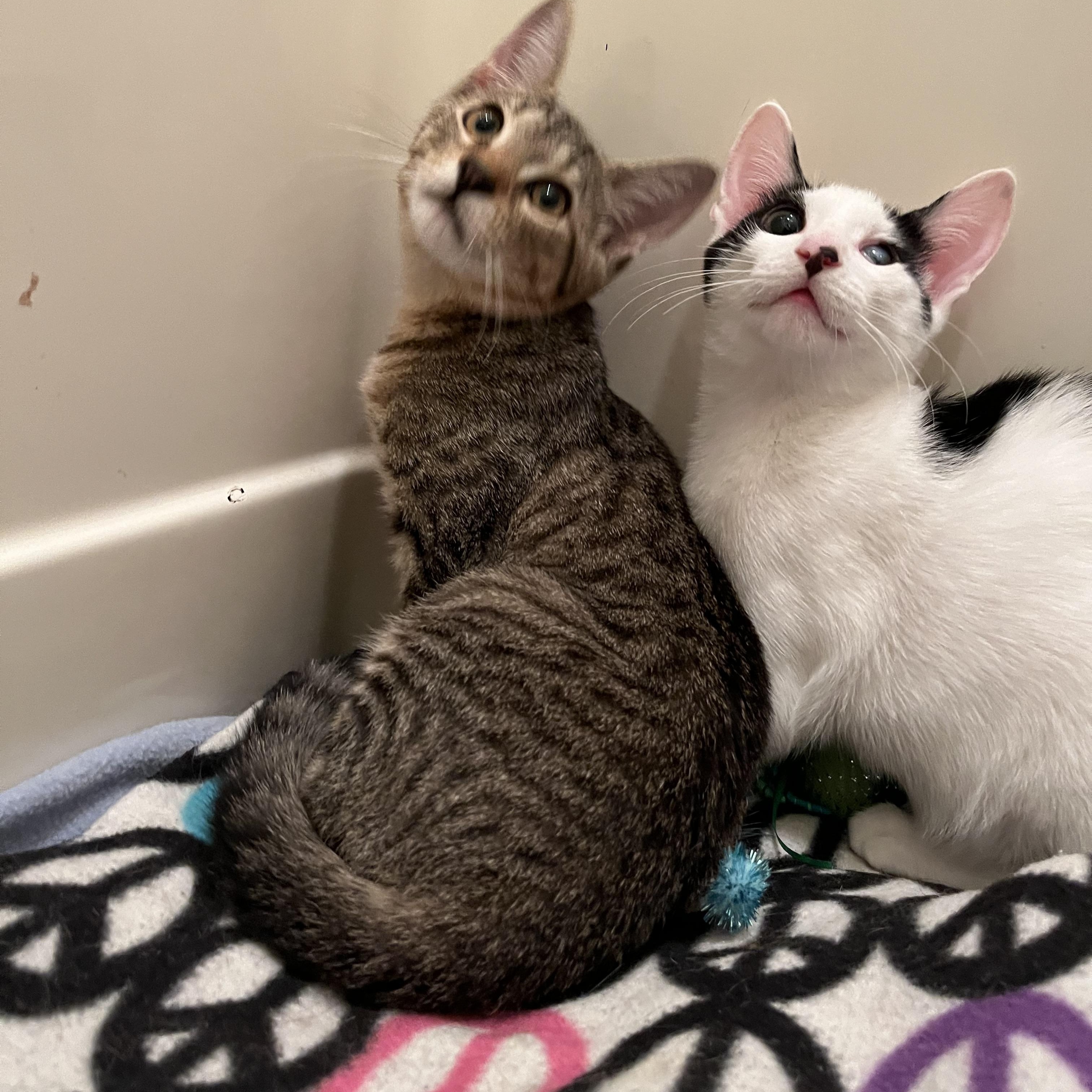 Enlarge Bacio&Boca, a ADOPTABLE Domestic Short Hair in Belleville, NJ image 4/4