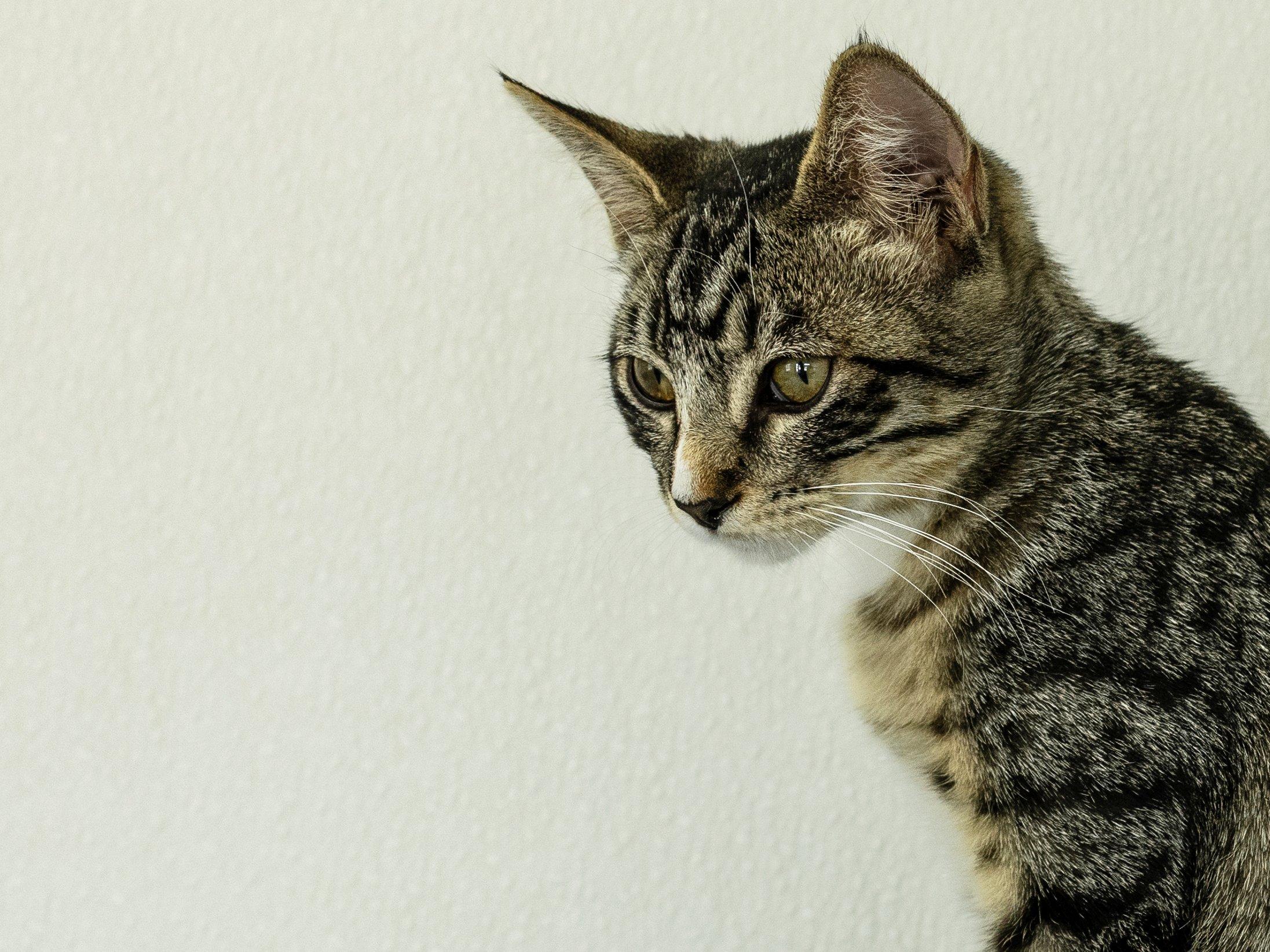 Enlarge Merle, a Adoptable mixed breed in Monroe, WA image 5/6
