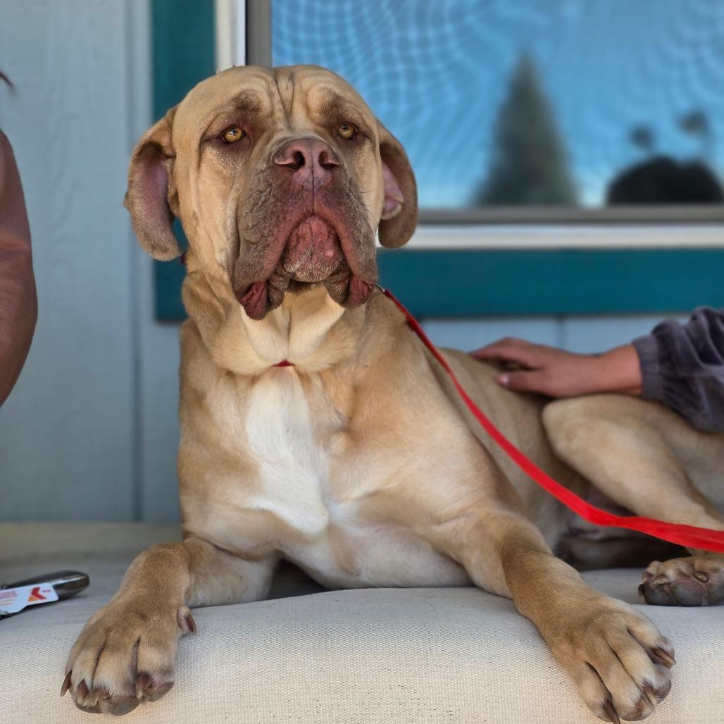 Angelo, Adoptable, Adult Male Cane Corso.