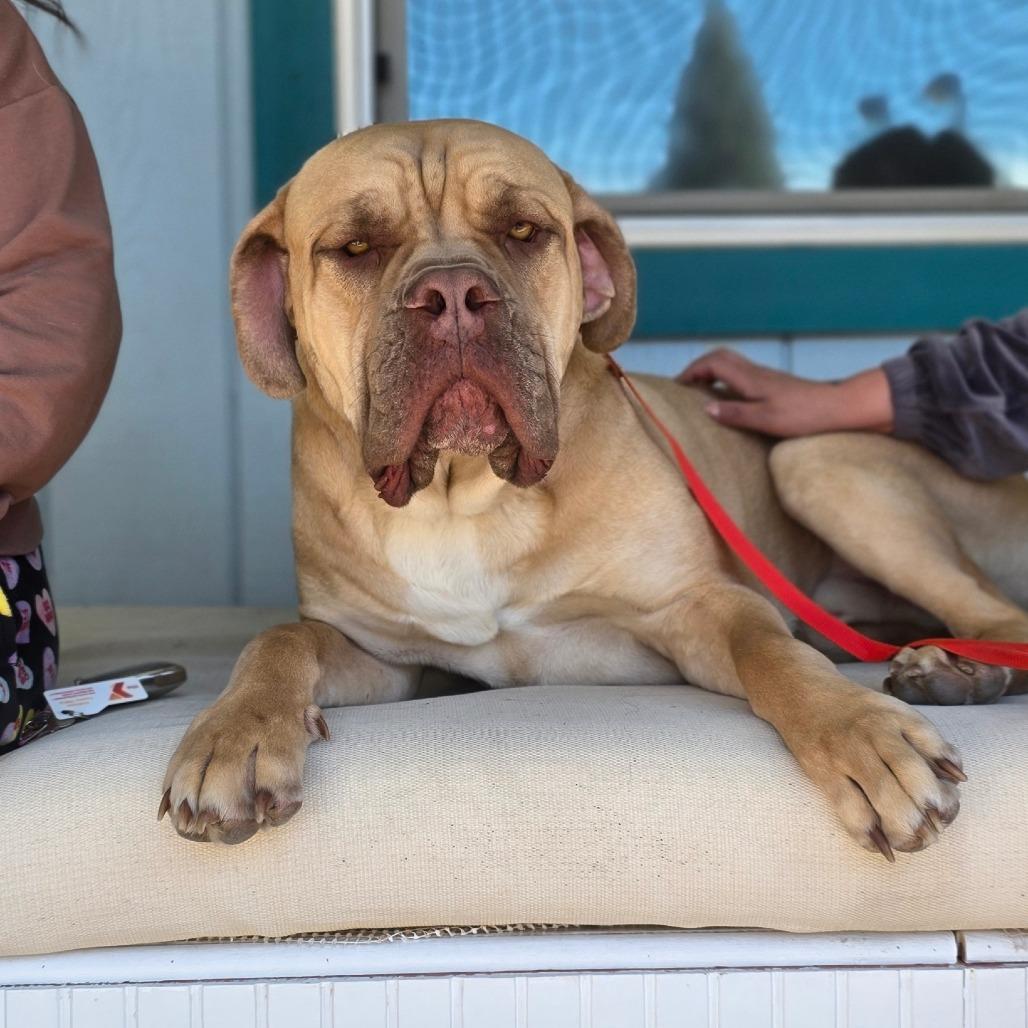 Angelo, a Adoptable Cane Corso in Mount Shasta, CA image 2/6