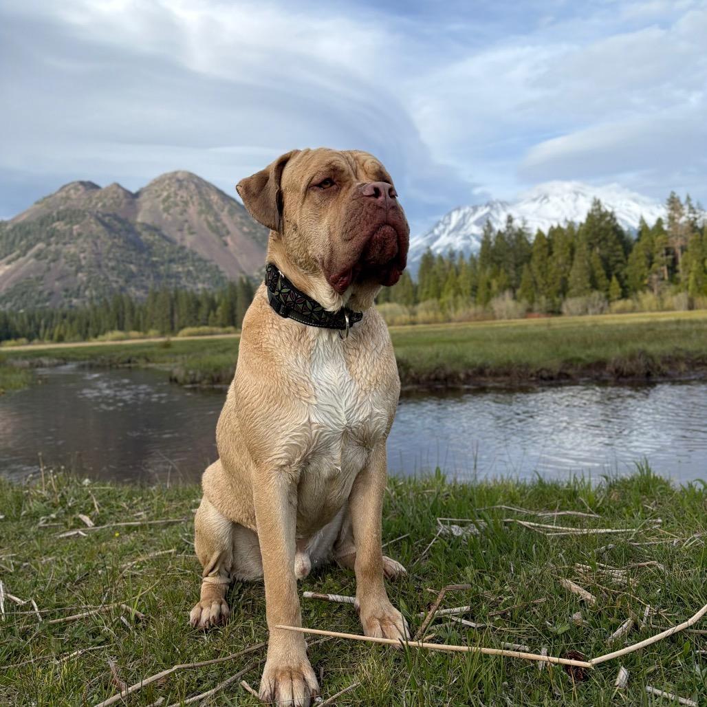 Angelo, a Adoptable Cane Corso in Mount Shasta, CA image 6/6