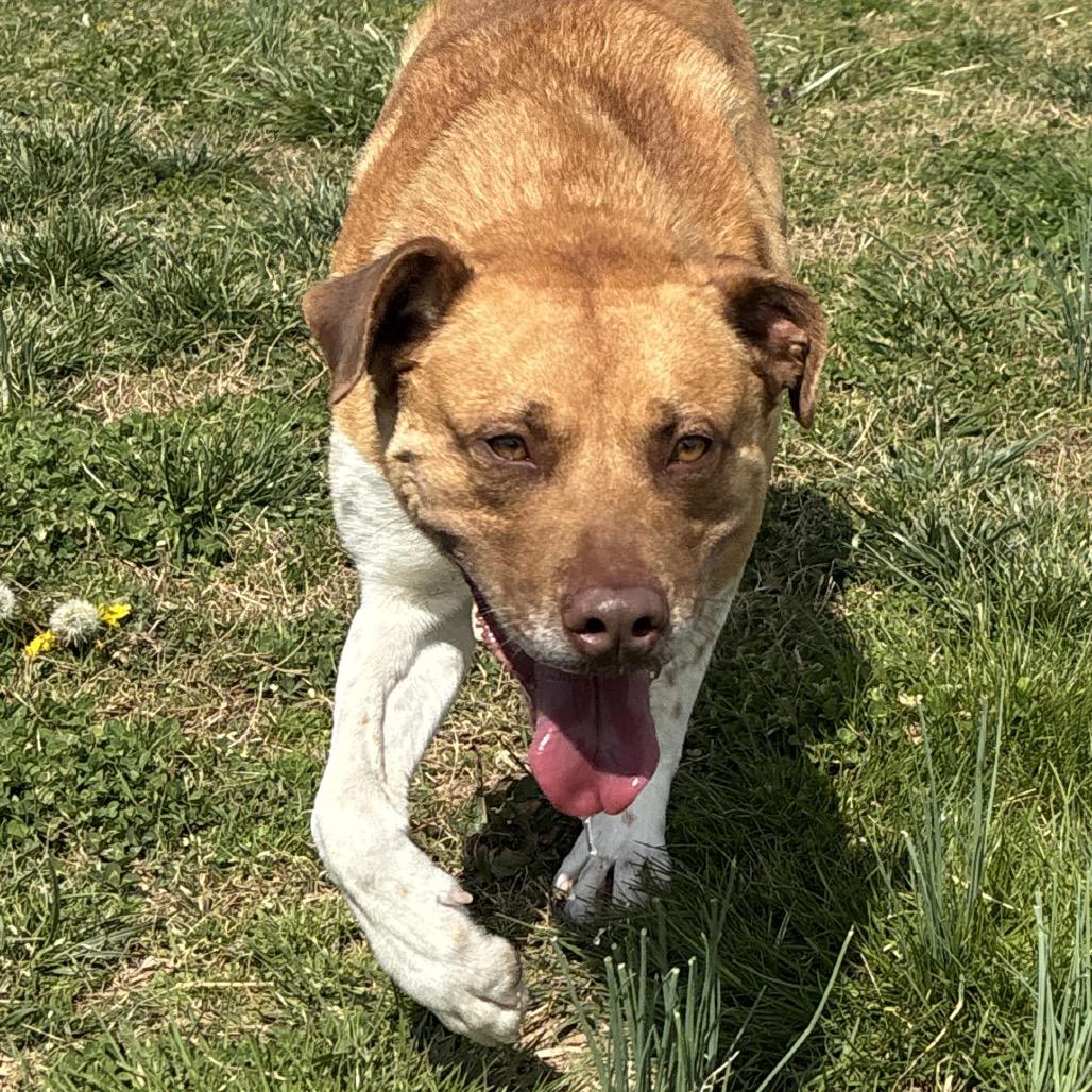 Enlarge Mr. Bojangles, a Adoptable mixed breed in Smithville, TN image 1/6