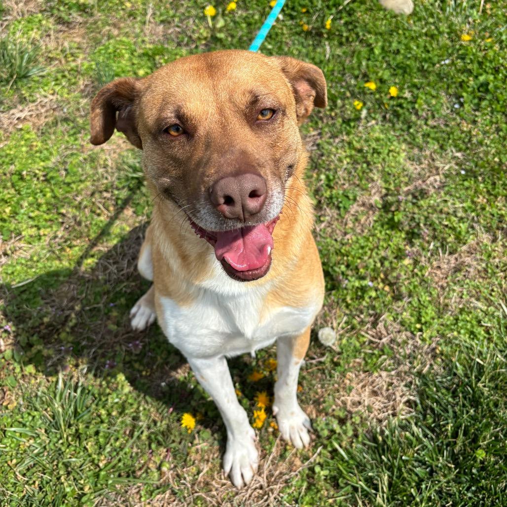Enlarge Mr. Bojangles, a Adoptable mixed breed in Smithville, TN image 2/6