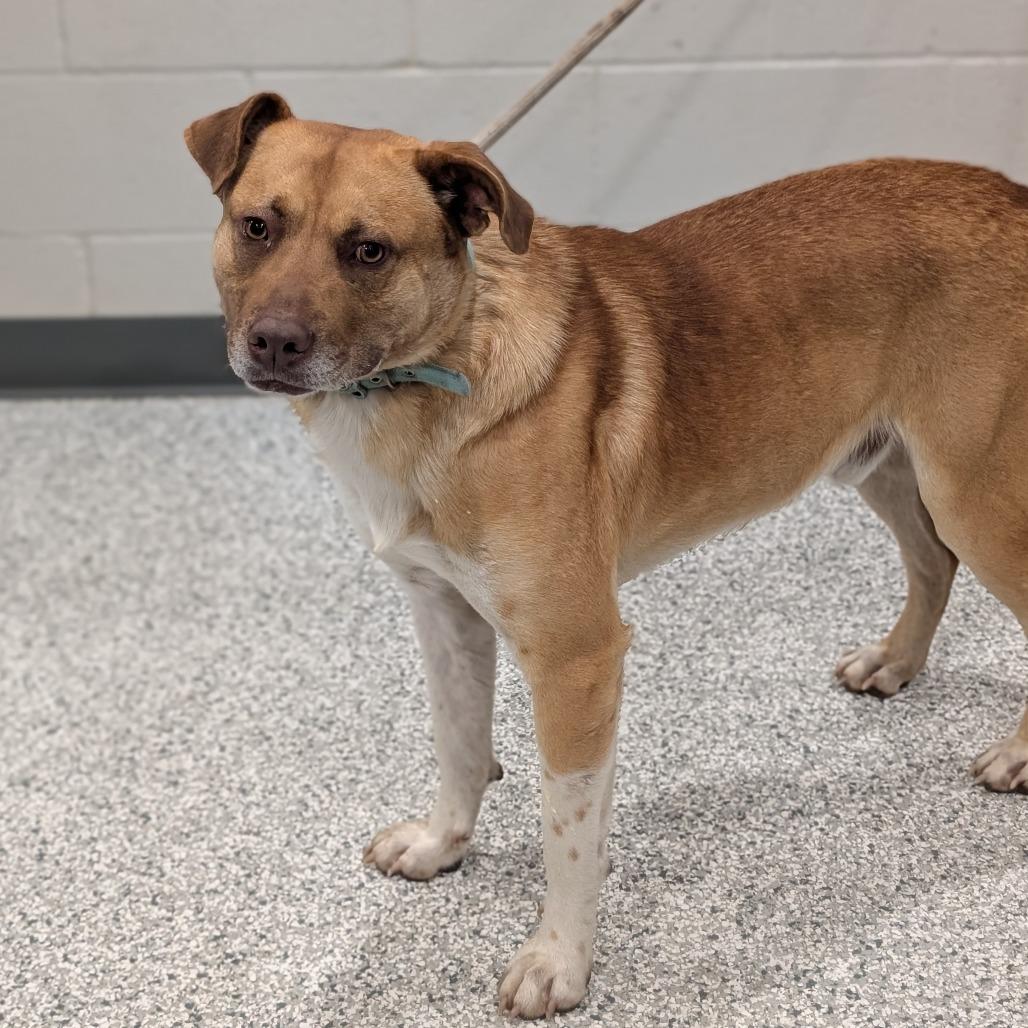 Mr. Bojangles, Adoptable, Adult Male Labrador Retriever & Mixed Breed.