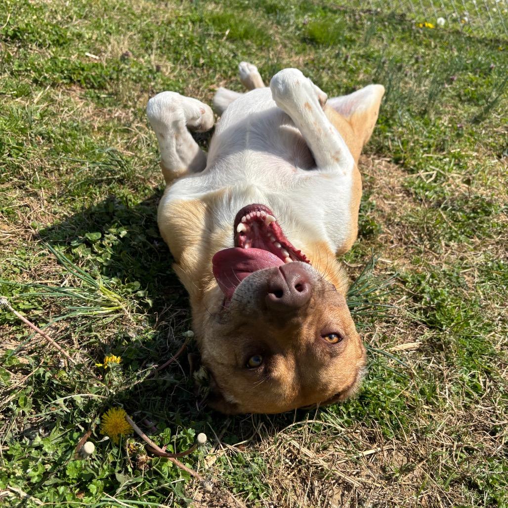 Enlarge Mr. Bojangles, a Adoptable mixed breed in Smithville, TN image 3/6