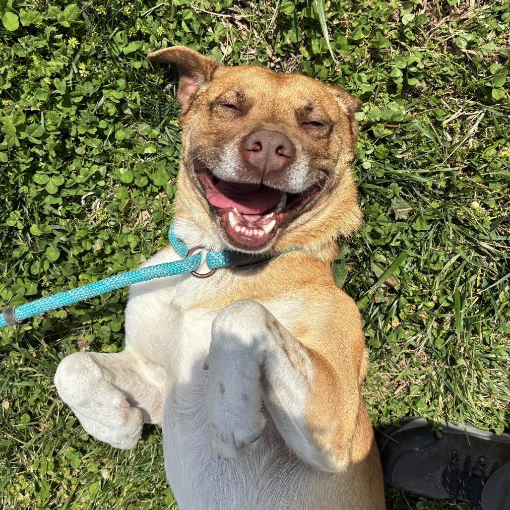 Enlarge Mr. Bojangles, a Adoptable mixed breed in Smithville, TN image 4/6