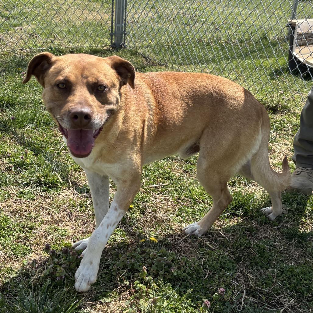 Enlarge Mr. Bojangles, a Adoptable mixed breed in Smithville, TN image 5/6