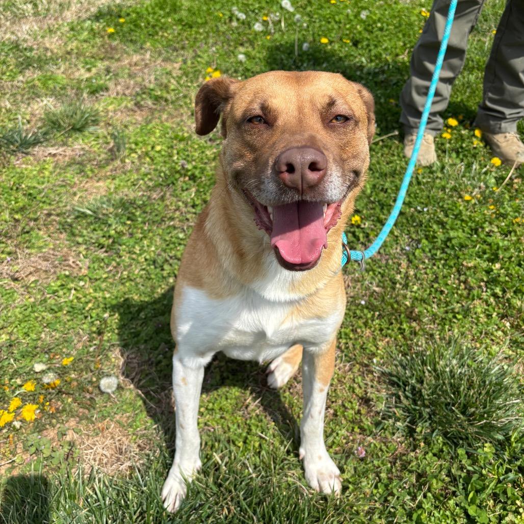 Enlarge Mr. Bojangles, a Adoptable mixed breed in Smithville, TN image 6/6