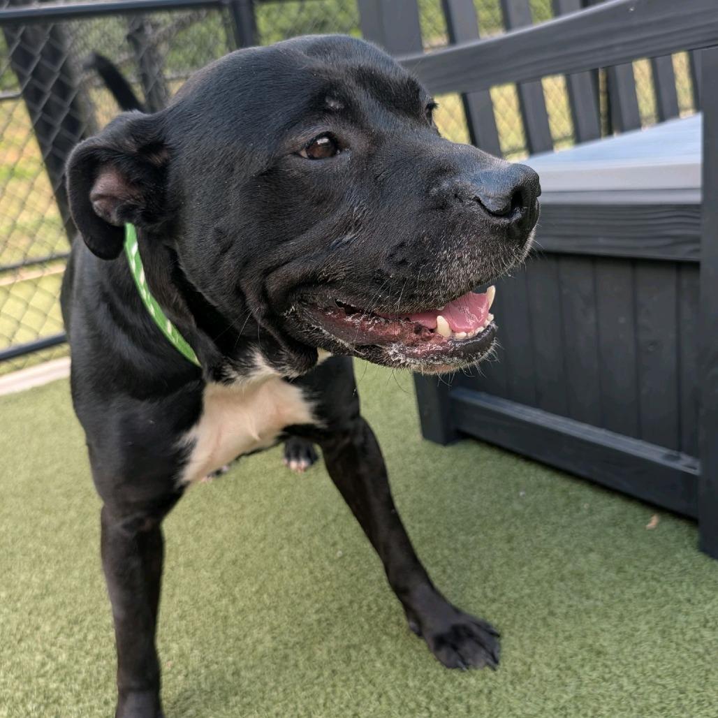 Enlarge Chapel, a Adoptable Pit Bull Terrier in Greensboro, NC image 1/5
