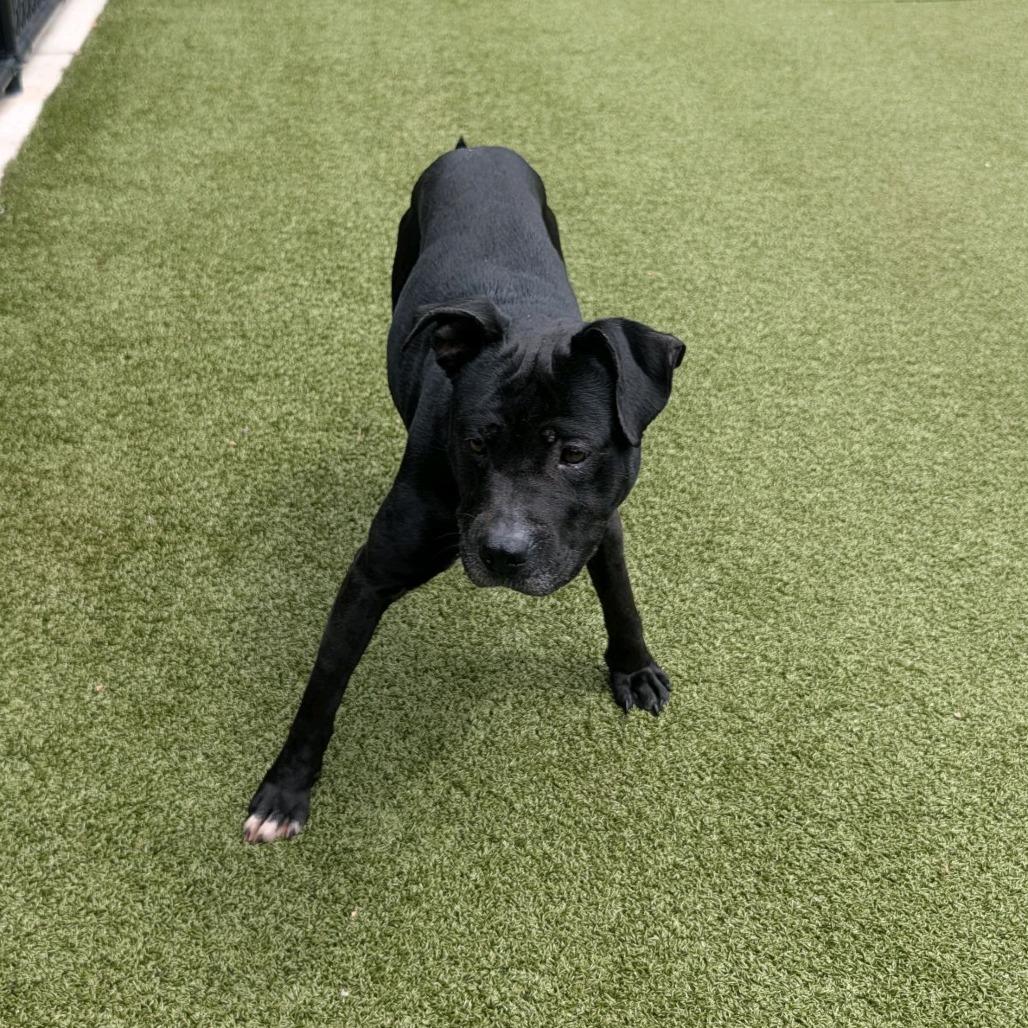 Enlarge Chapel, a Adoptable Pit Bull Terrier in Greensboro, NC image 2/5