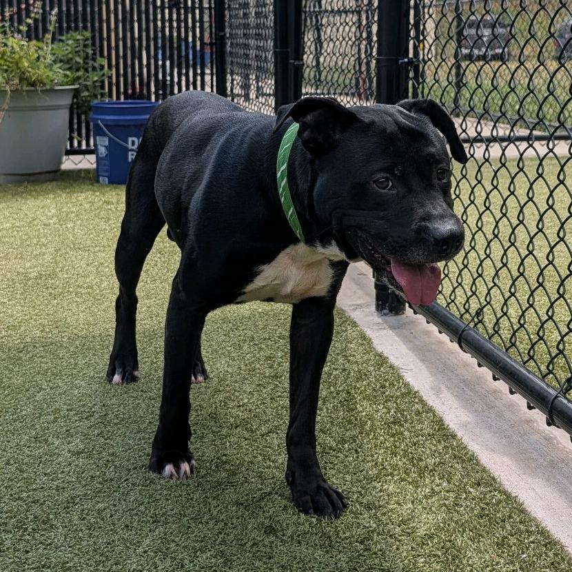 Enlarge Chapel, a Adoptable Pit Bull Terrier in Greensboro, NC image 3/5