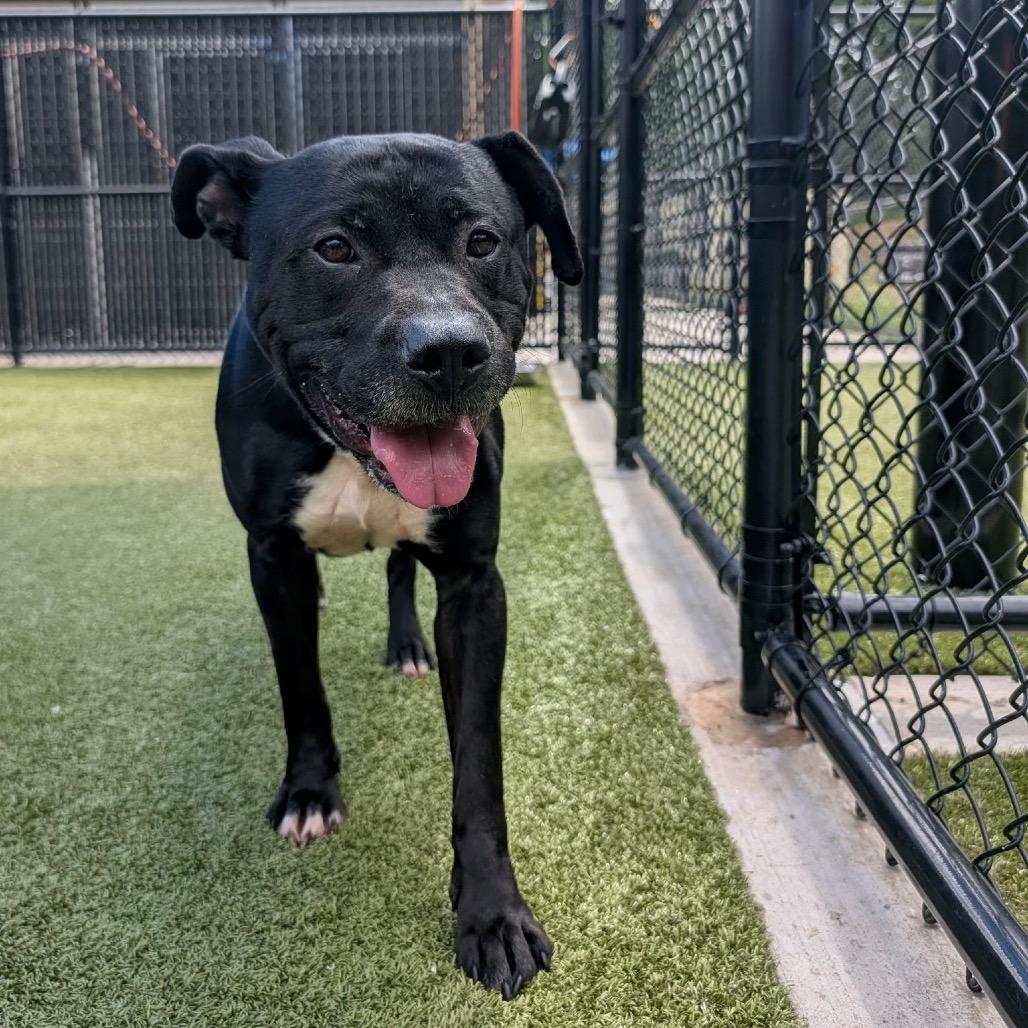 Enlarge Chapel, a Adoptable Pit Bull Terrier in Greensboro, NC image 4/5