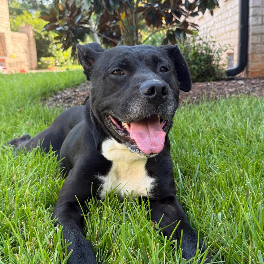 Enlarge Chapel, a Adoptable Pit Bull Terrier in Greensboro, NC image 5/5