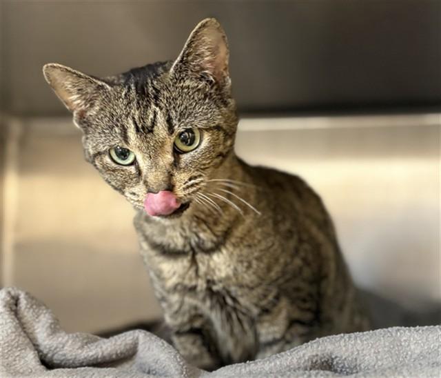 Enlarge GINGER, a Adoptable Domestic Short Hair in Aliquippa, PA image 1/1