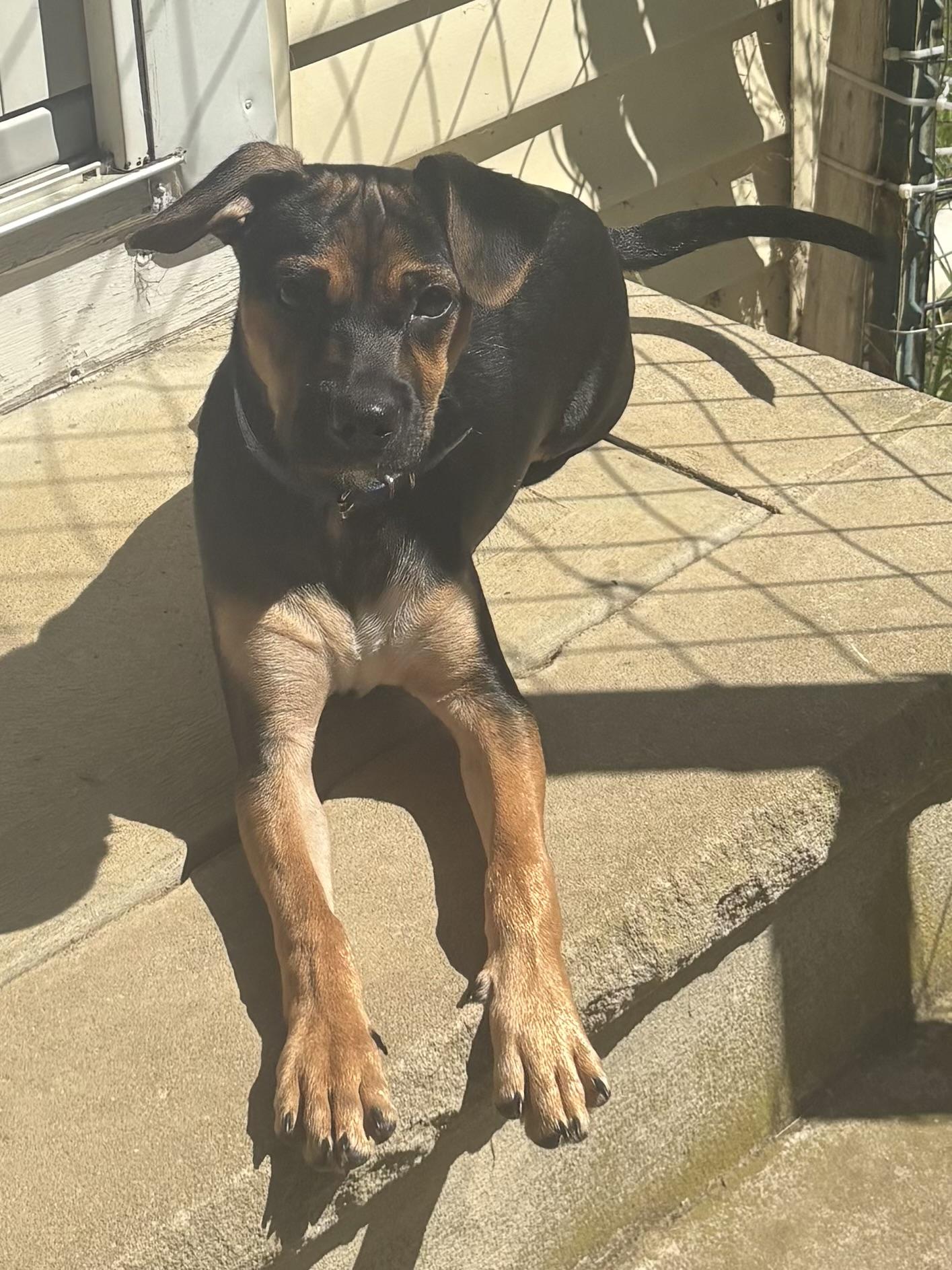 Rex & Lexi, a ADOPTABLE mixed breed in Succasunna, NJ image 4/6