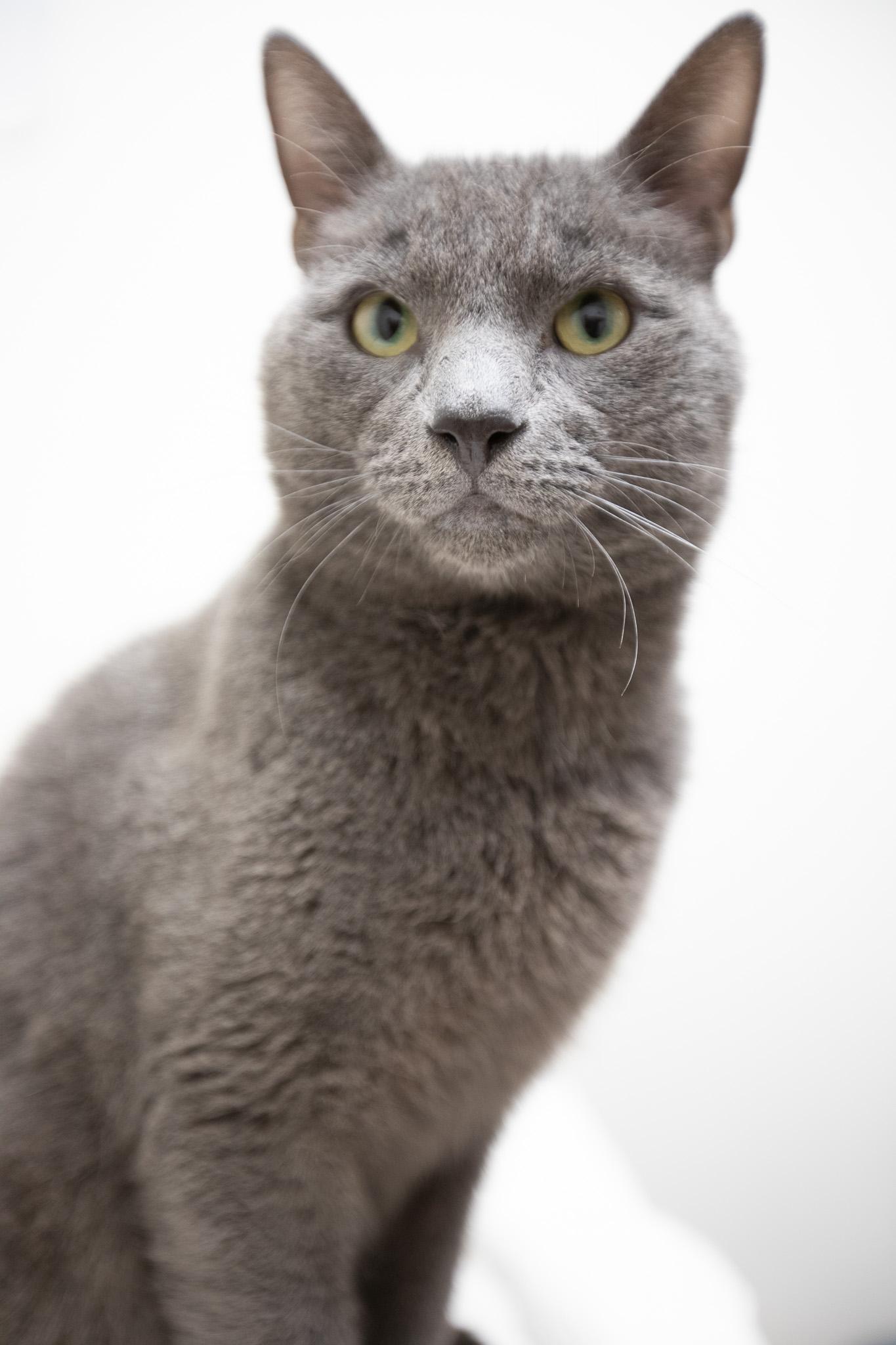 Blue, Adult Male Domestic Short Hair