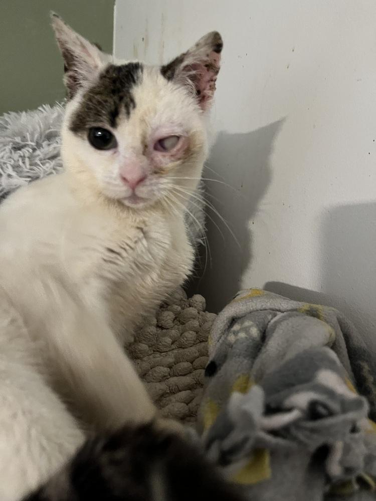 Enlarge Juanita, a Adoptable Domestic Short Hair in Jersey City, NJ image 1/1