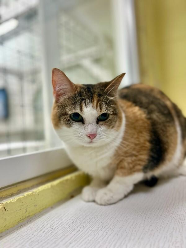 Enlarge Princess, a Adoptable Domestic Short Hair in Wooster, OH image 1/1