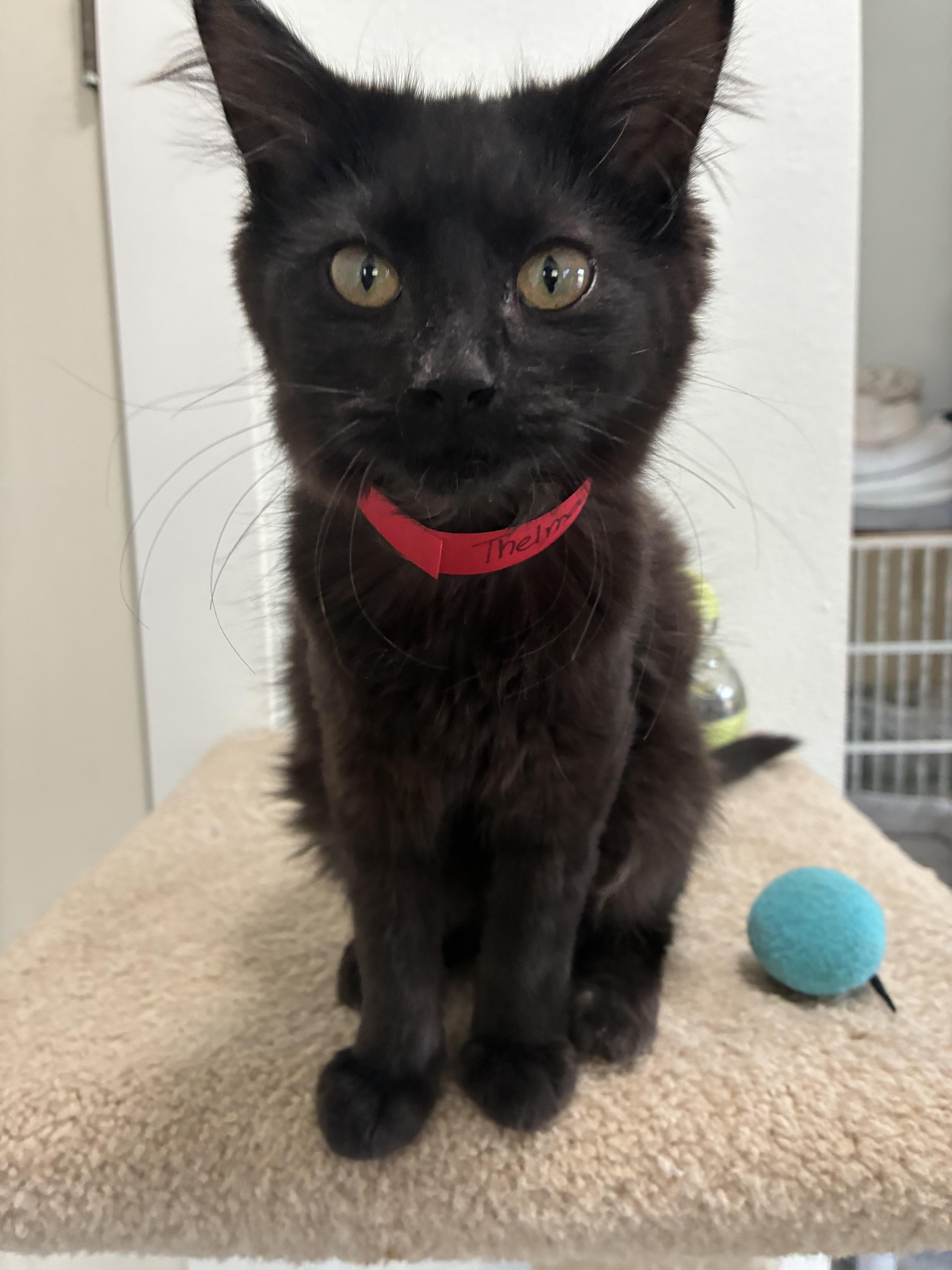Enlarge Thelma, a ADOPTABLE mixed breed in Bonners Ferry, ID image 2/3
