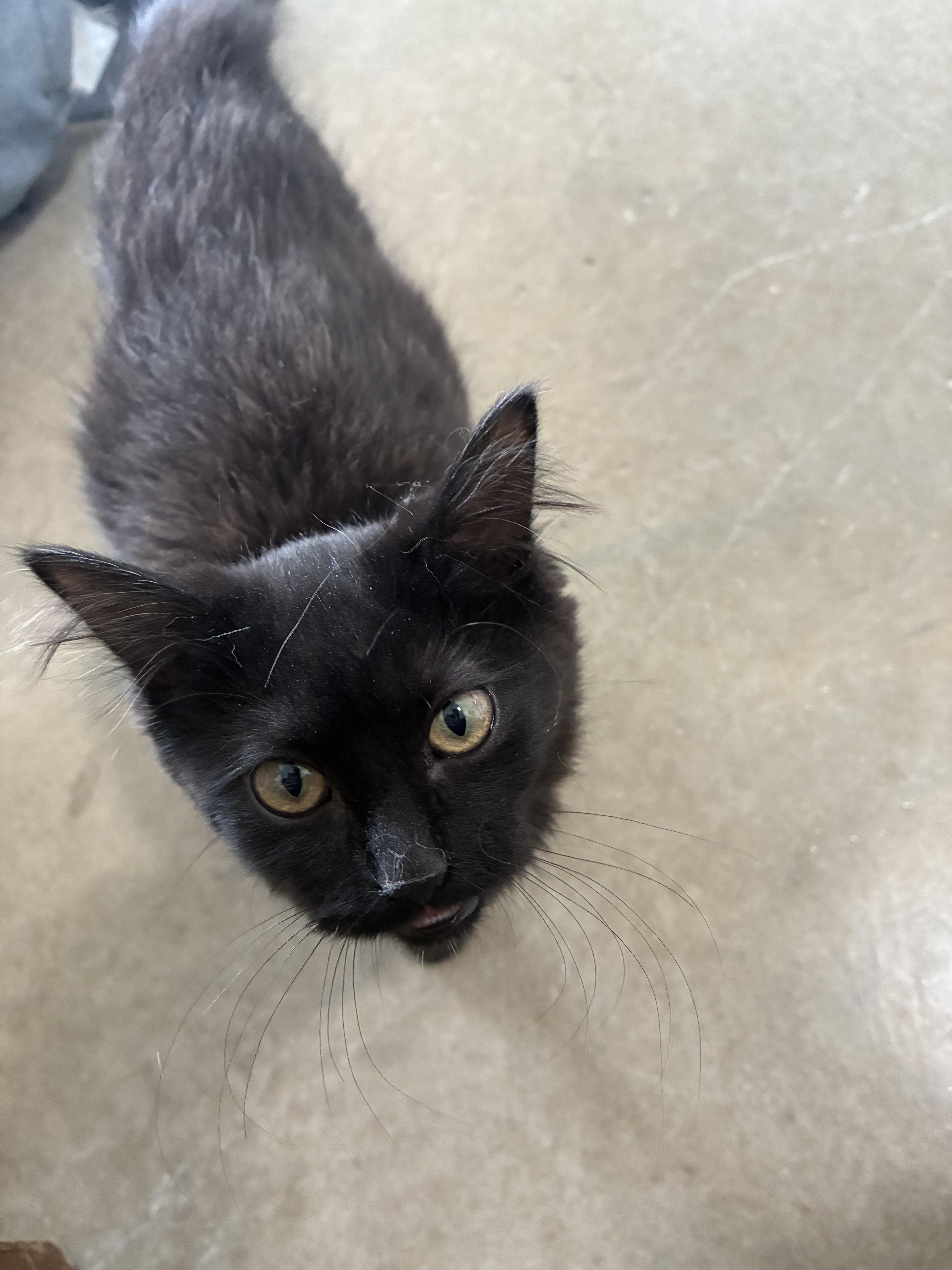 Enlarge Thelma, a ADOPTABLE mixed breed in Bonners Ferry, ID image 3/3