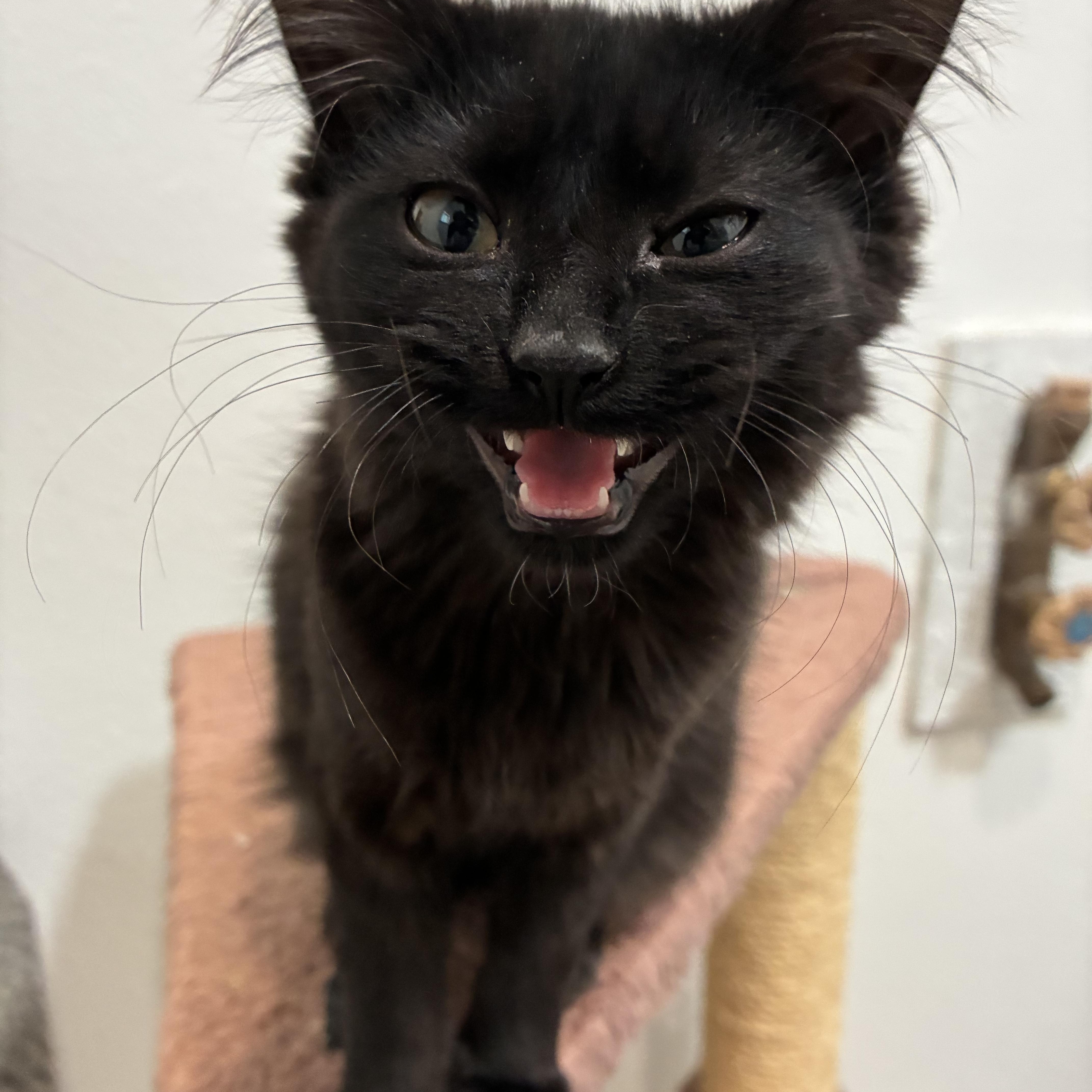 Thelma, ADOPTABLE, Kitten Female Domestic Long Hair.