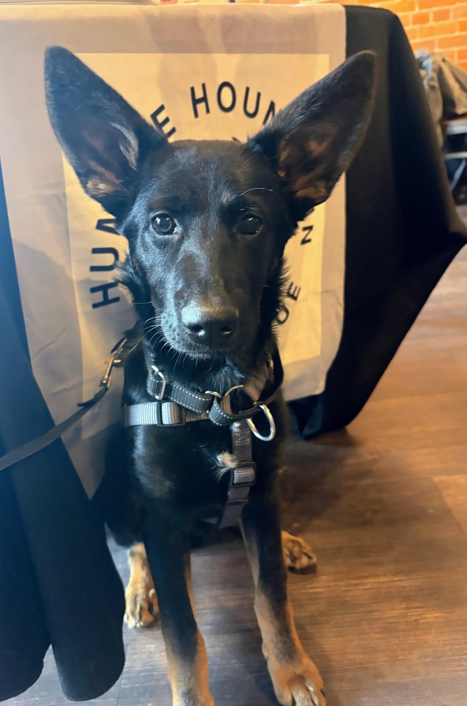 Baron, Adoptable, Young Male Shepherd & Labrador Retriever.